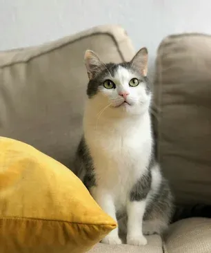 Ostéopathie_chat