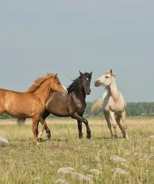 Ostéopathie_chevaux