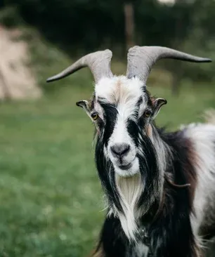 Ostéopathie_chevres_moutons_anes