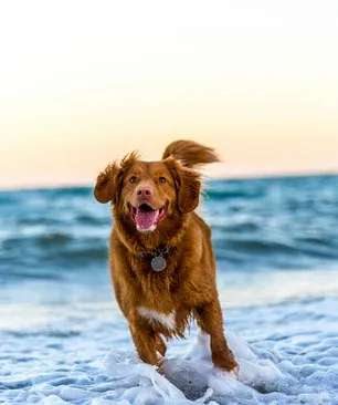 Ostéopathie_chien
