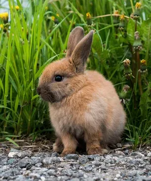 Ostéopathie_nac_lapin