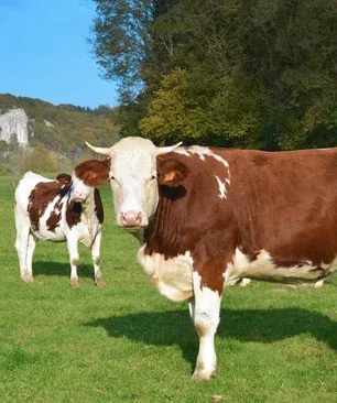 Ostéopathie_vaches