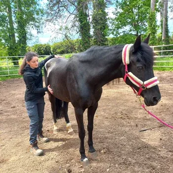 fascia_therapie_cheval_savoie