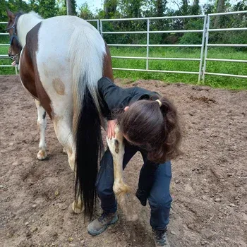 medecine_douce_cheval_arthrose