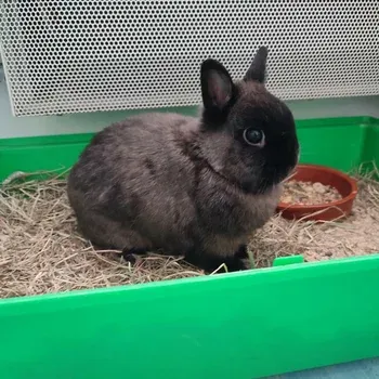 osteopathe_NAC_lapin