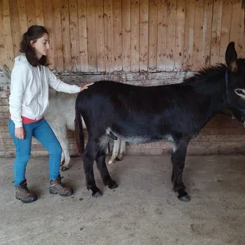 osteopathe_animalier_ane