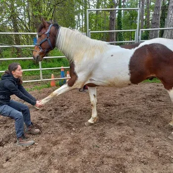 osteopathe_equin_savoie_chambery