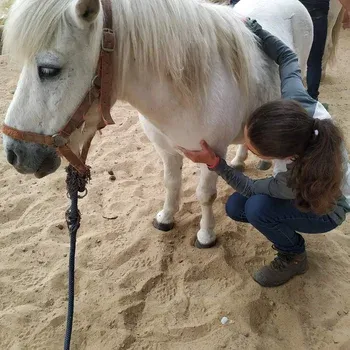 osteopathe_poney_savoie_aix_les_bains