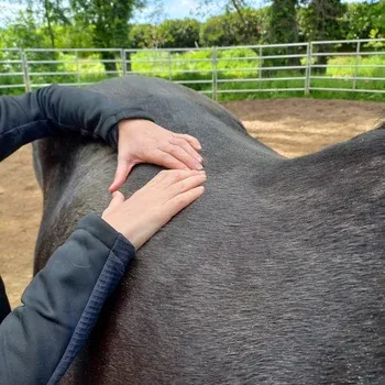 osteopathe_soulager_dos_cheval
