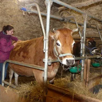 osteopathe_vaches_laitieres