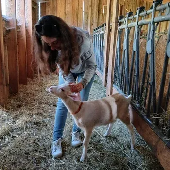 osteopathie_animaux_chevre