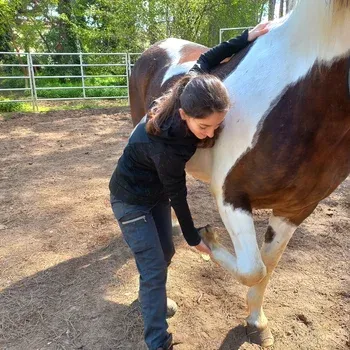 osteopathie_cheval_boiterie