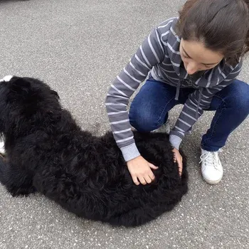 osteopathie_chien_age_arthrose