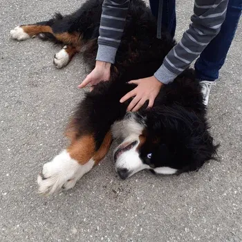 osteopathie_chien_boiterie