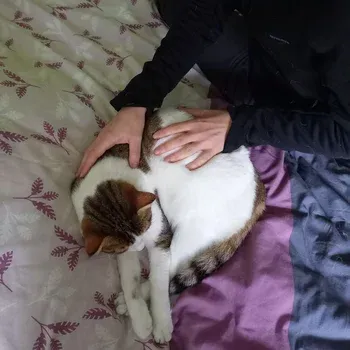 osteopathie_emotionnelle_chat