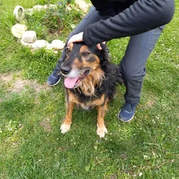 osteopathie_emotionnelle_energetique_chien