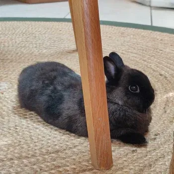 osteopathie_lapin_NAC