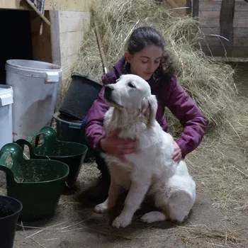 osteopathie_therapie_naturelle_chien