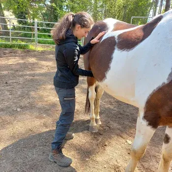 osteopathie_viscerale_cheval