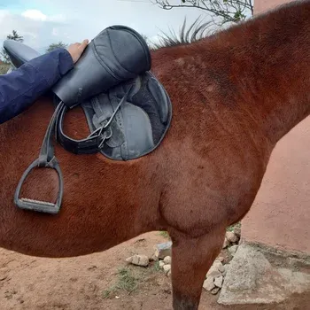 soulager_dos_cheval_anatomie_selle