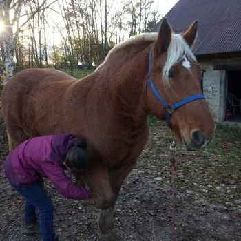 therapie_manuelle_fascias_chevaux