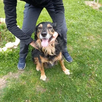 therapie_manuelle_sante_chien